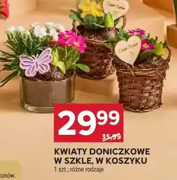 Stokrotka Kwiaty doniczkowe w osłonie, w koszyku oferta