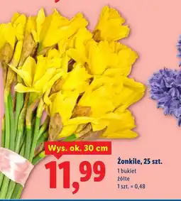 Lidl Żonkile Ok oferta