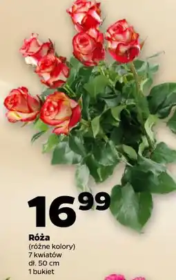 Netto Róża (różne kolory) 7 kwiatów dł. 50 cm 1 bukiet oferta