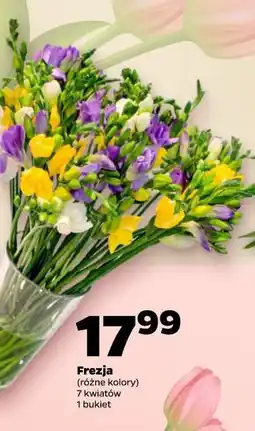 Netto Frezja (różne kolory) 7 kwiatów 1 bukiet oferta