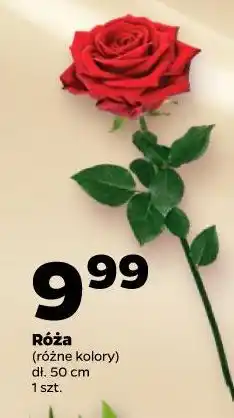 Netto Róża (różne kolory) dł. 50 cm 1 szt oferta
