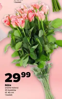 Netto Róża (różne kolory) 20 kwiatów dł. 40 cm 1 bukiet oferta