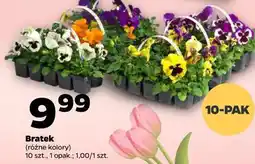 Netto Bratek (różne kolory) 10 szt oferta