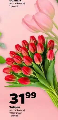 Netto Tulipan (różne kolory) 19 kwiatów 1 bukiet oferta