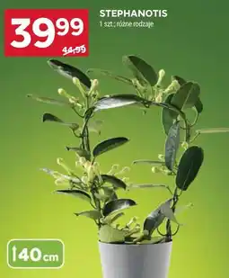 Stokrotka Stephanotis oferta