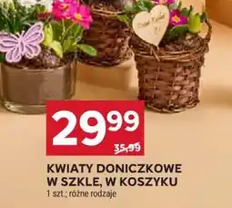 Stokrotka Kwiaty Doniczkowe w szkle, w koszyku oferta