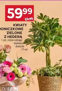 Stokrotka Kwiaty Doniczkowe Zielone z Hederą oferta