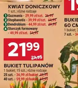 Stokrotka Kwiat Doniczkowy Stephanotis oferta