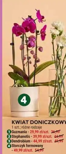 Stokrotka Kwiat Doniczkowy Storczyk formowany oferta
