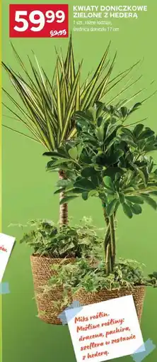 Stokrotka Kwiaty doniczkowe zielone z hederą oferta