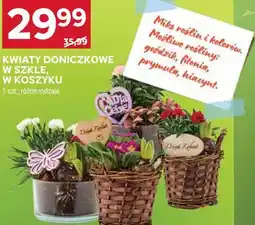 Stokrotka Kwiaty doniczkowe w szkle, w koszyku oferta