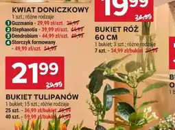 Stokrotka Kwiat Doniczkowy Dendrobium oferta