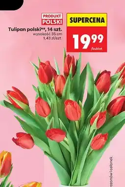 Biedronka Tulipan polski, wysokość 35cm oferta