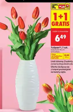 Biedronka Tulipan 7 szt oferta