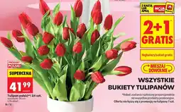 Biedronka Tulipan polski 24 szt oferta