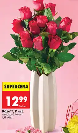 Biedronka Róża, 11 szt oferta