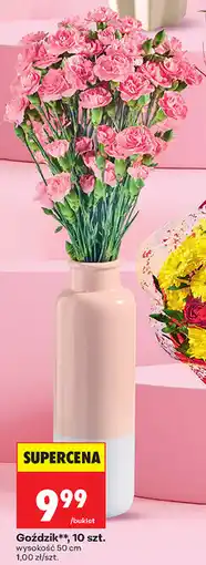 Biedronka Goździk, 10 szt oferta