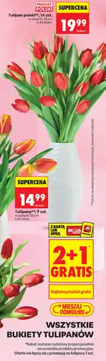 Biedronka Tulipan polski, 14 szt oferta
