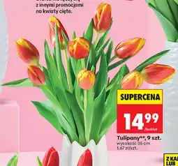 Biedronka Tulipany, 9 szt oferta