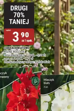 bi1 Cebulki kwiatowe oferta