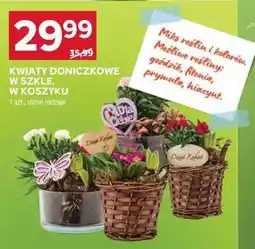 Stokrotka Market KWIATY DONICZKOWE W SZKLE, W KOSZYKU oferta
