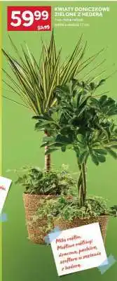 Stokrotka Market Kwiaty doniczkowe zielone z hederą oferta
