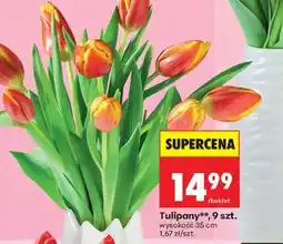 Biedronka Tulipany, 9 szt oferta