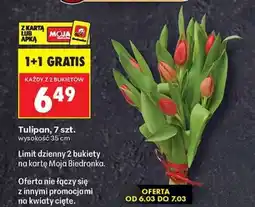 Biedronka Tulipan 7 szt oferta