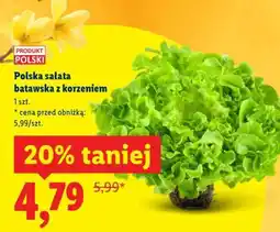 Lidl Polska sałata batavska z korzeniem oferta