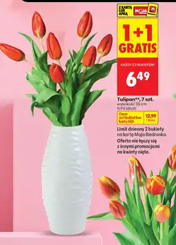 Biedronka Tulipan Biedronka oferta