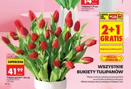 Biedronka Tulipan oferta