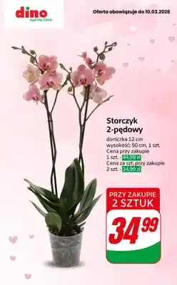 Dino Storczyk 2-pędowy, 50 cm oferta