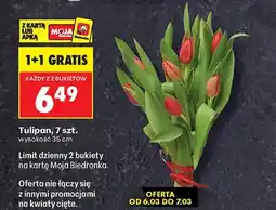 Biedronka Tulipan, 7 szt. wysokość 35 cm oferta