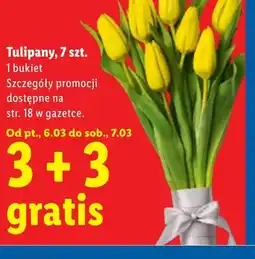 Lidl Tulipany oferta