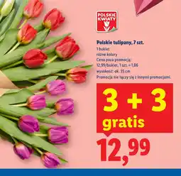 Lidl Polskie Kwiaty tulipany oferta