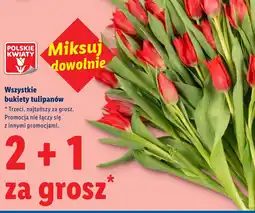Lidl Polskie Kwiaty tulipany oferta