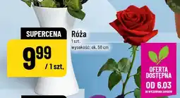 Polomarket Róża oferta