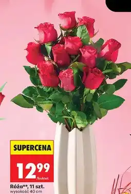 Biedronka Róża oferta