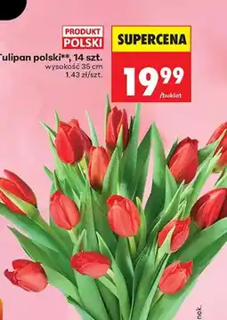 Biedronka Tulipan polski, 14 szt oferta