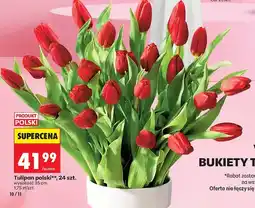 Biedronka Tulipan polski, 24 szt oferta