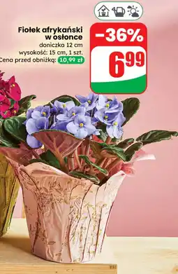 Dino Roślina doniczkowa oferta