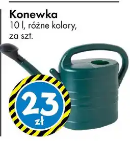 Tedi Konewka oferta