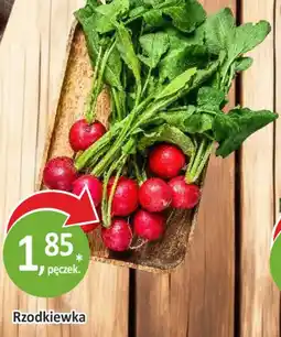 Passa Rzodkiewka oferta