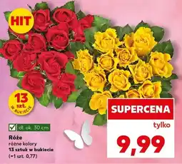 Kaufland Róże różne kolory oferta