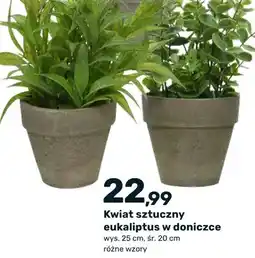 Bricomarche Kwiat sztuczny eukaliptus w doniczce oferta
