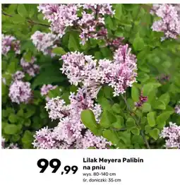 Bricomarche Lilak Meyera Palibin na pniu oferta