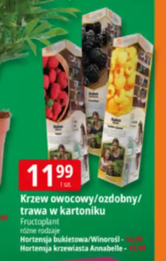 Krzew Fructoplant
