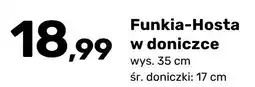 Bricomarche Funkia-Hosta w doniczce oferta