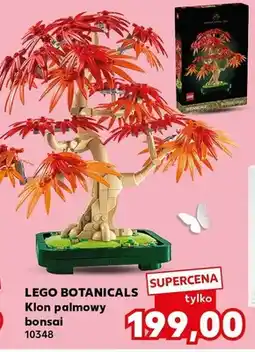 Kaufland Klon palmowy bonsai oferta