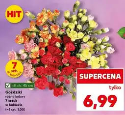 Kaufland Goździki różne kolory oferta